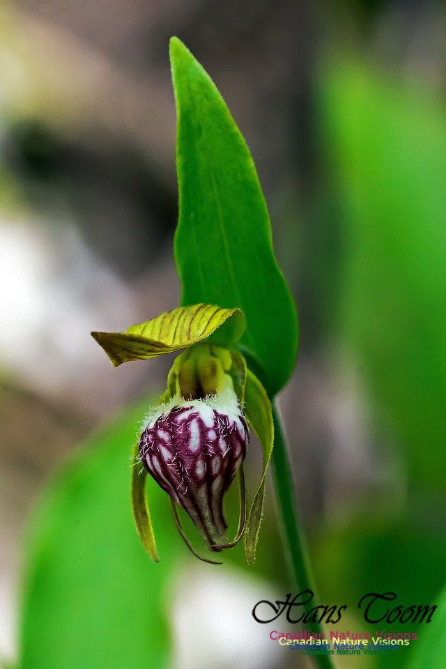 Ram's Head Orchid