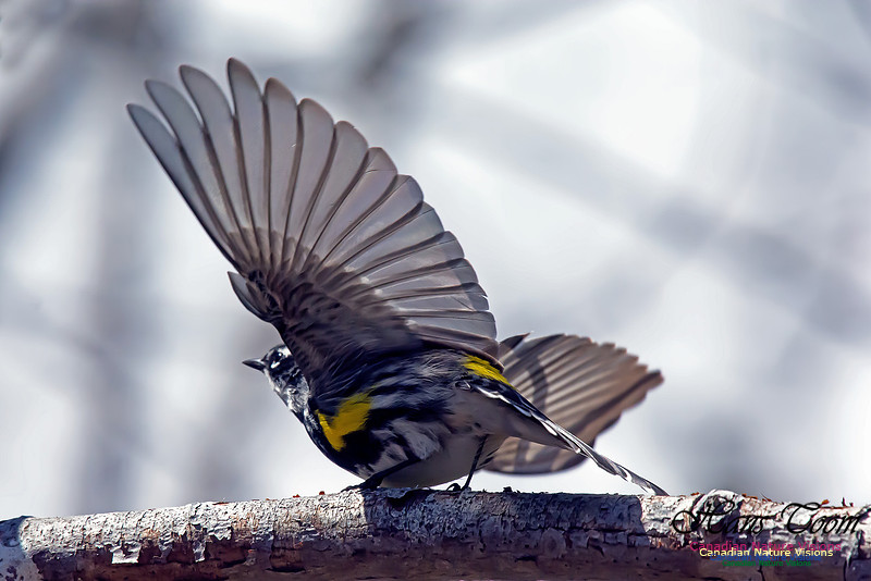 Yellow-rumped Warbler