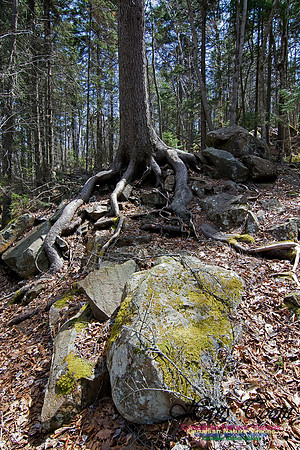 Tree Versus Trail