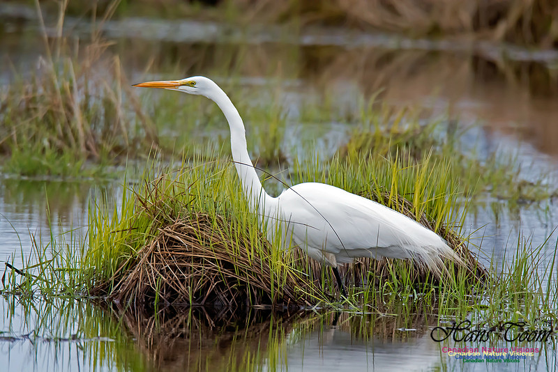 Great Egret