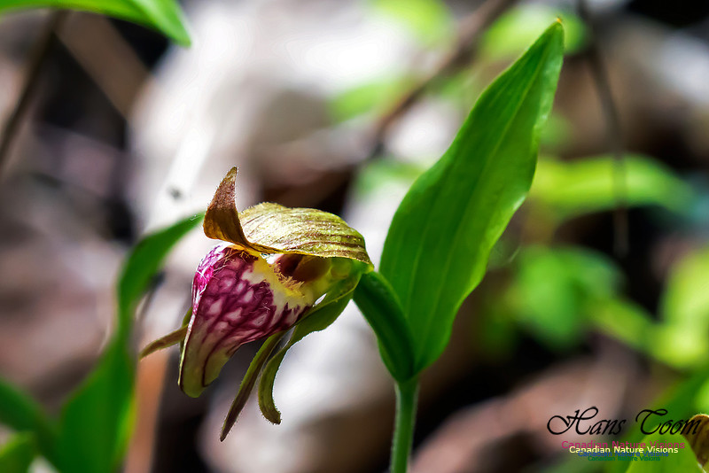 Ram's Head Orchid