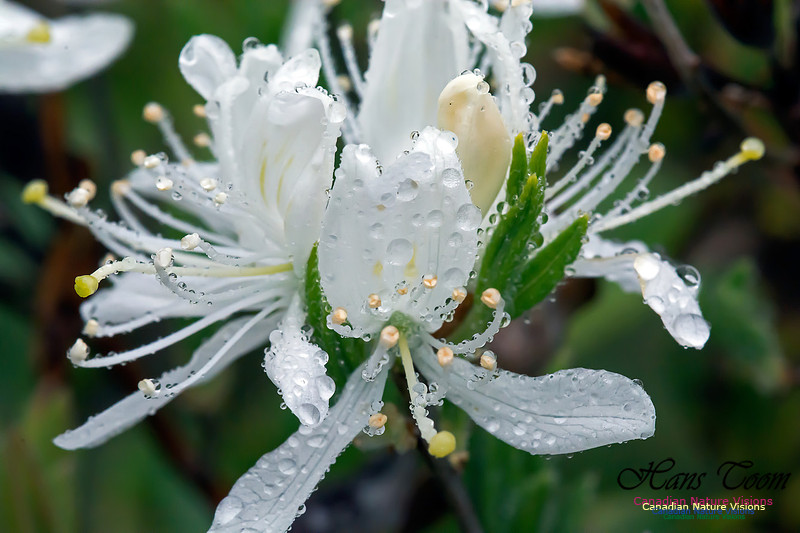 White Rhodora