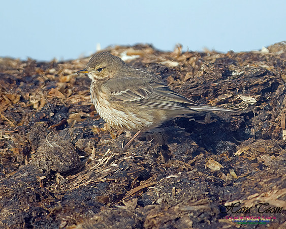 American Pipit 100