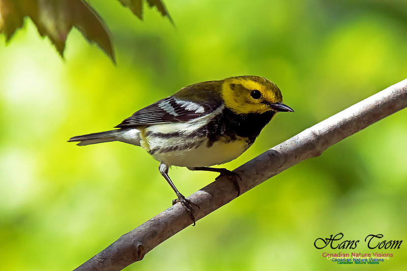 Black-throated Green Warbler