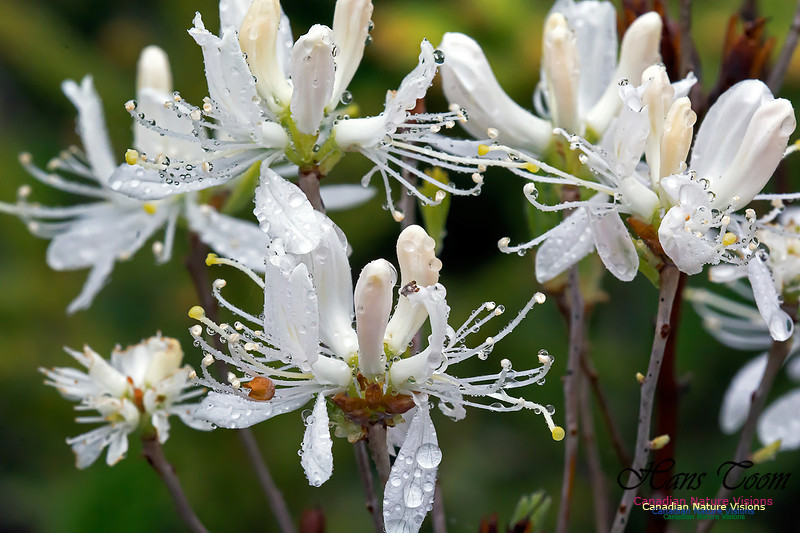 White Rhodora