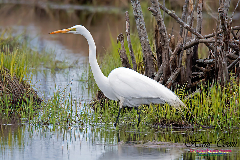 Great Egret