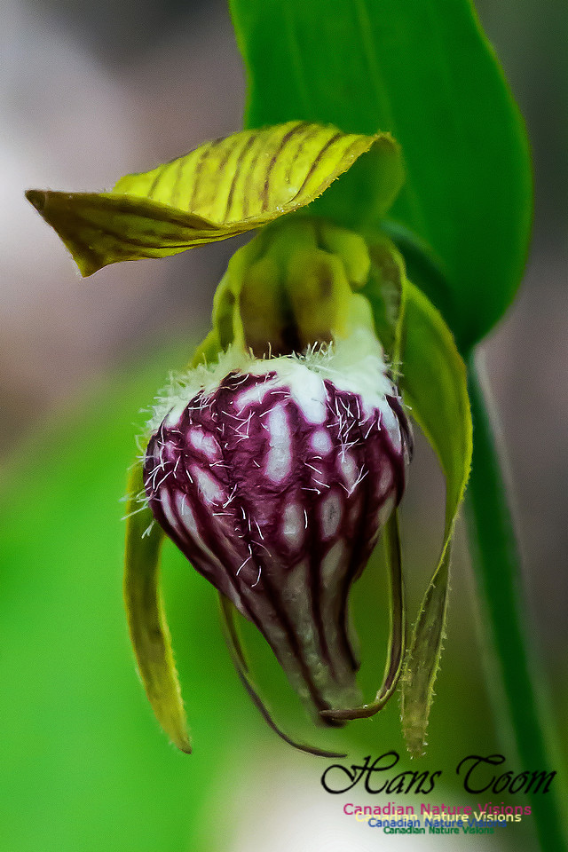 Ram's Head Orchid