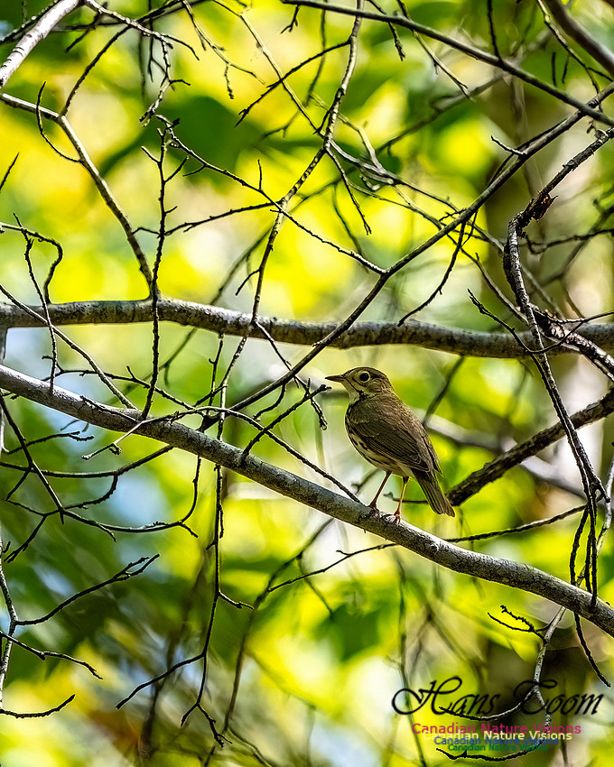 Ovenbird 802