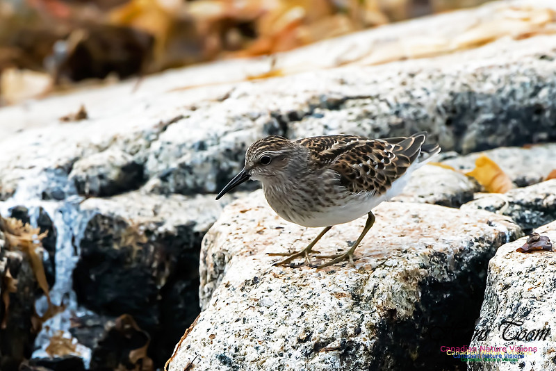 Least Sandpiper