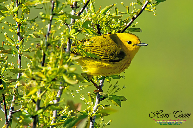Yellow Warbler