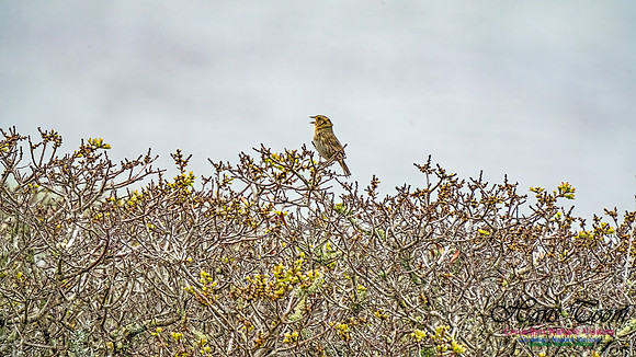 Nelson's Sparrow 352