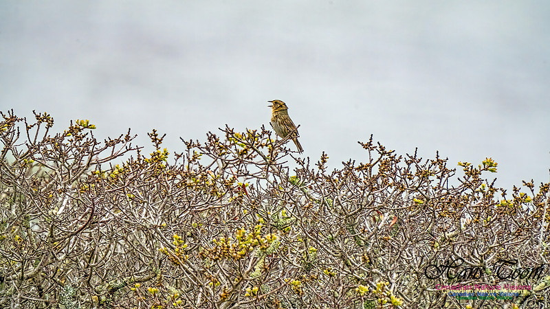 Nelson's Sparrow 352