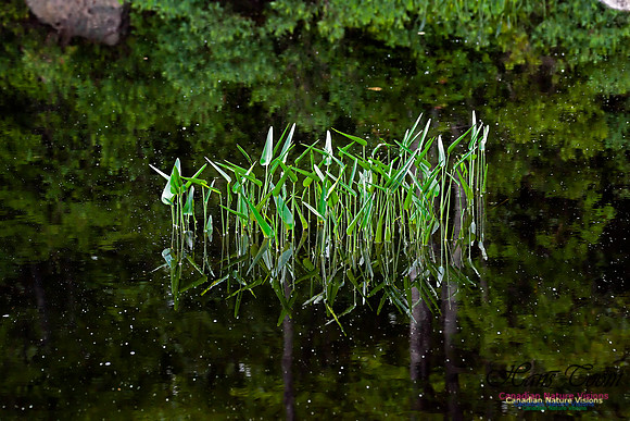 Pickerel Weed