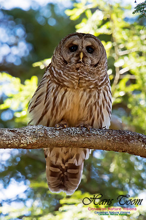 Barred Owl
