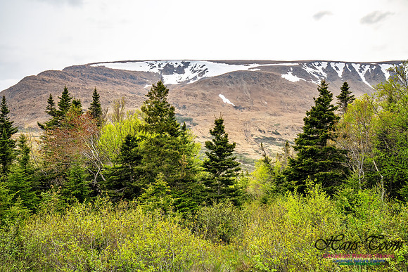 Newfoundland 111