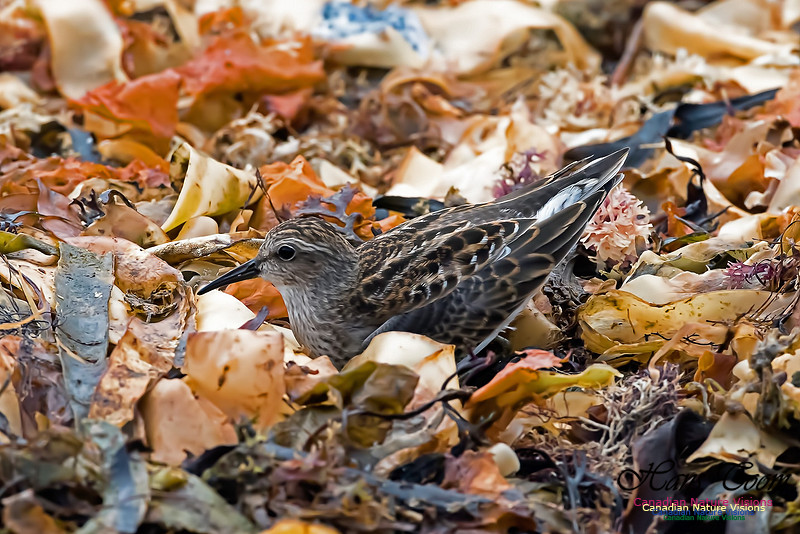 Least Sandpiper