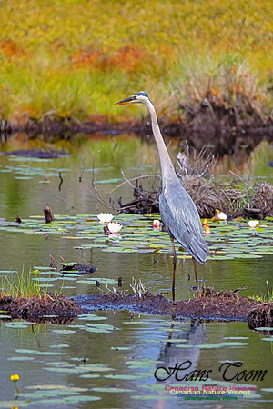 Great Blue Heron 200