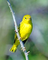 Yellow Warbler