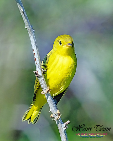 Yellow Warbler 100