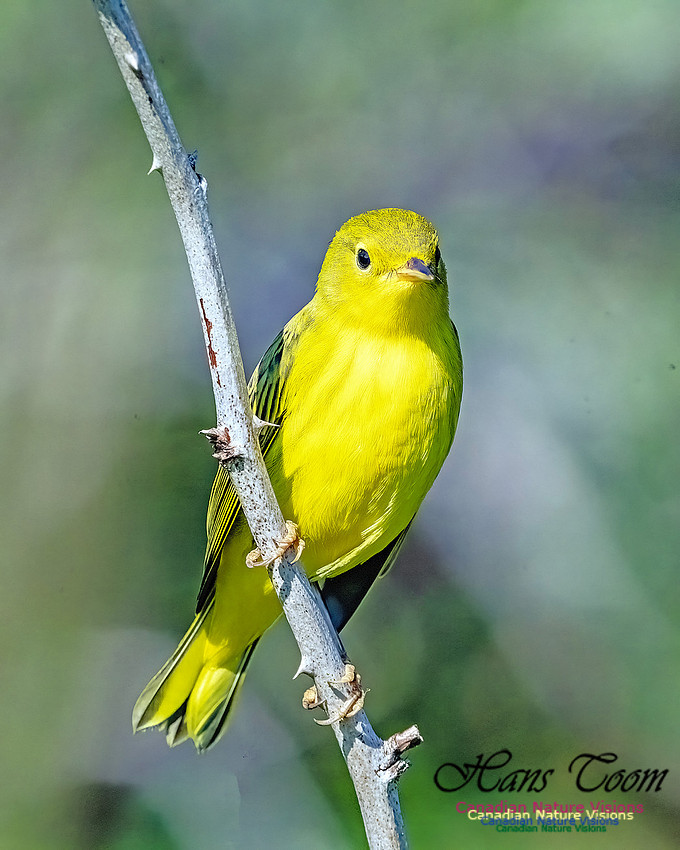Yellow Warbler 100