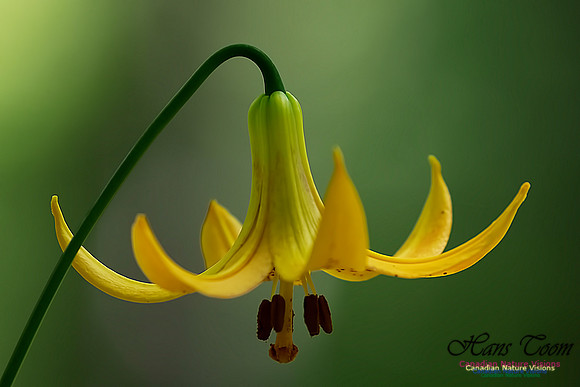 Canada Lily 106