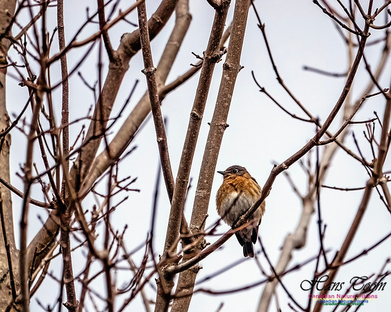 Eastern Bluebird 810