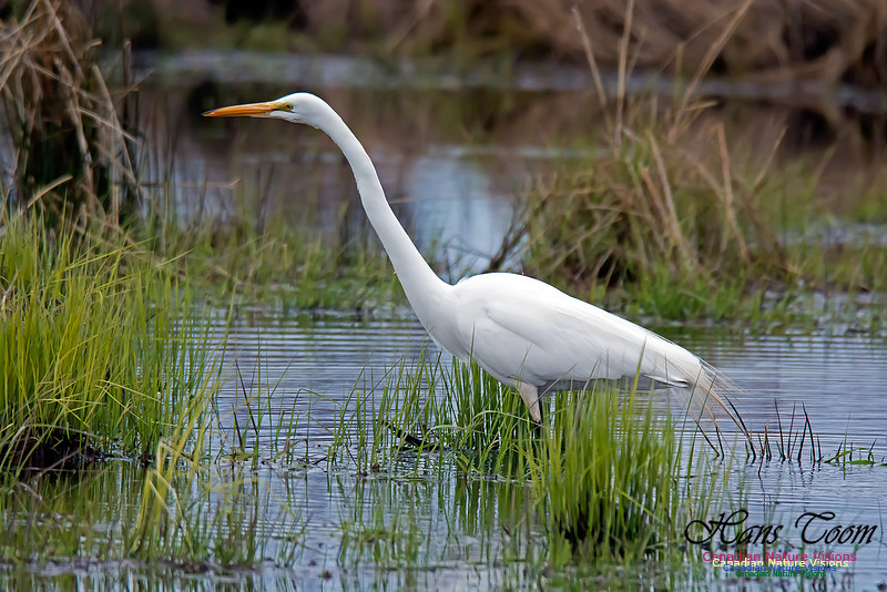 Great Egret