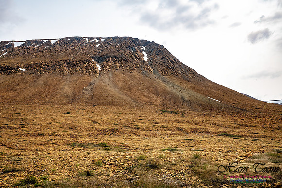 Newfoundland 102