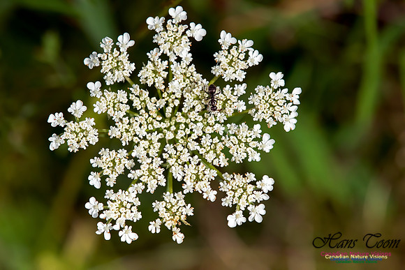 Queen Annes Lace