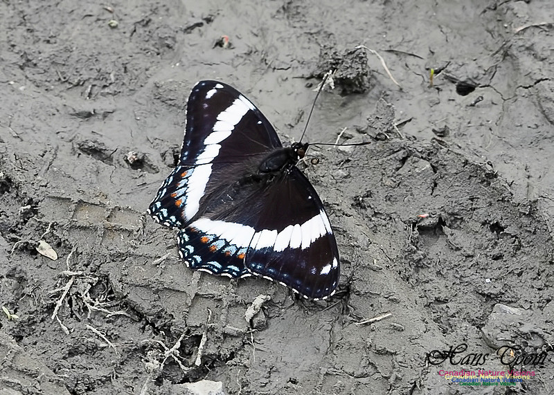 White Admiral 101