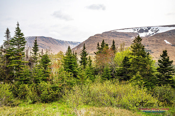 Newfoundland 112