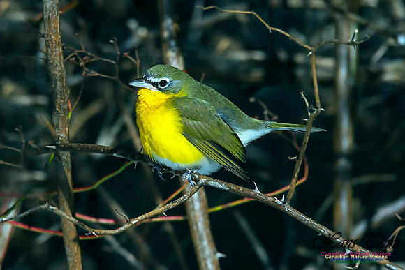 Yellow-breasted Chat