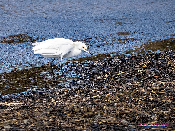 Snowy Egret 102