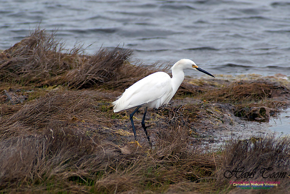 Snowy Egret