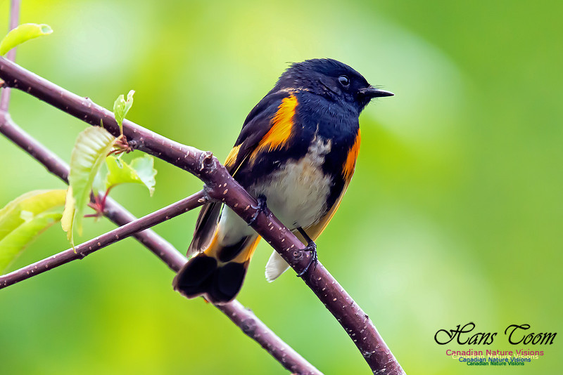 American Redstart