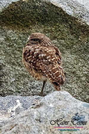 Burrowing Owl 110