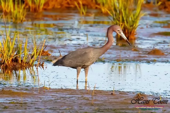 Little Blue Heron 129