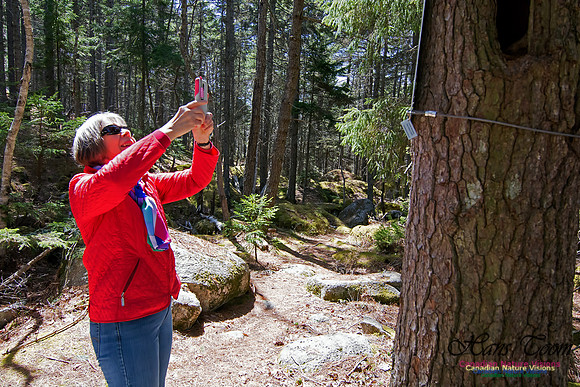 Tree Versus Trail