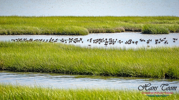 Short-billed Dowitcher 103