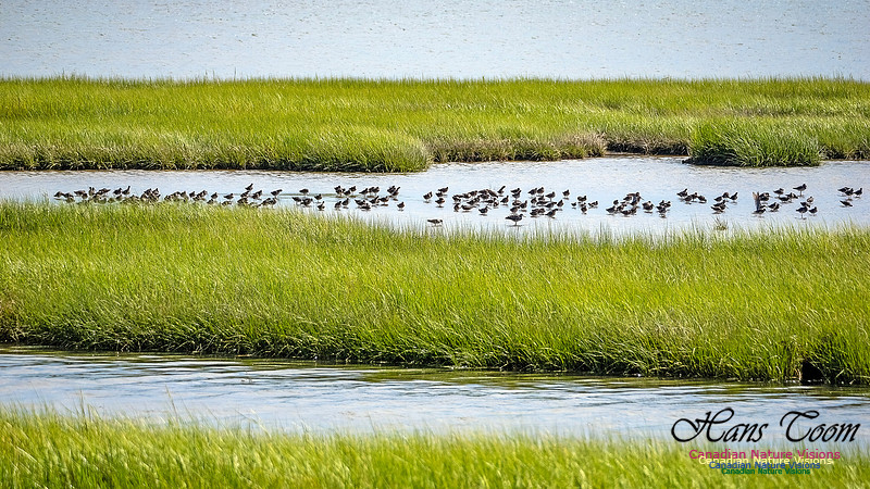 Short-billed Dowitcher 103
