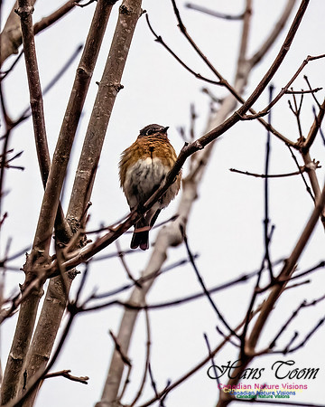 Eastern Bluebird 801