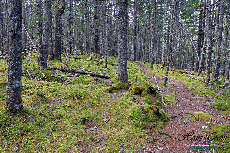 Old Annapolis Road Trail 2016