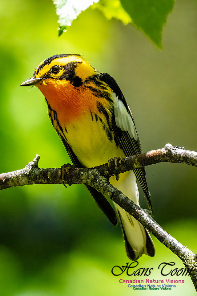 Blackburnian Warbler 103