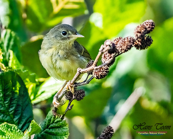 Mourning Warbler 106