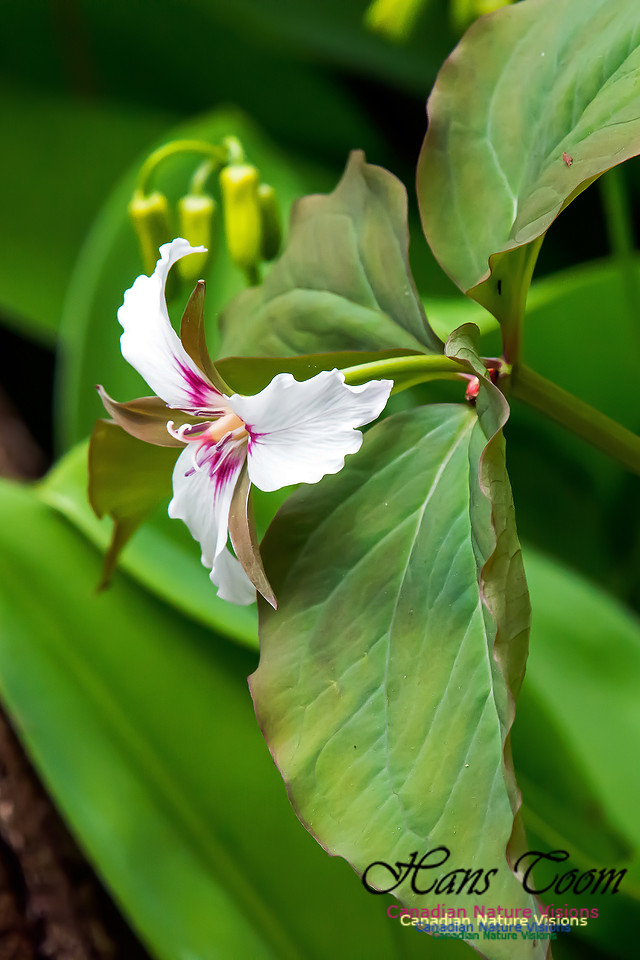 Painted Trillium