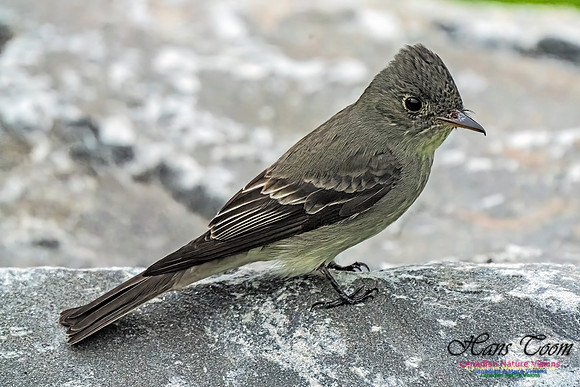 Eastern Wood-pewee 106