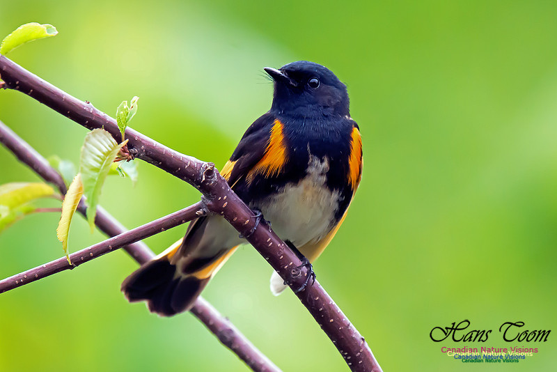 American Redstart