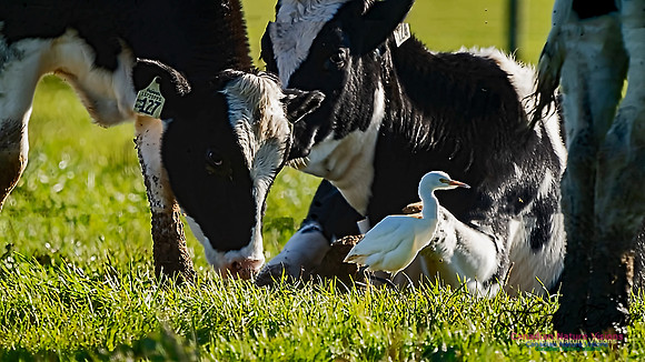 Cattle Egret 107