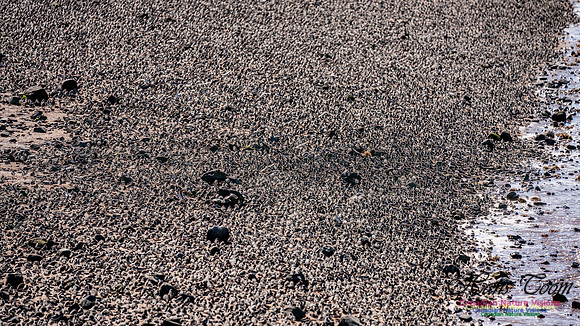 Peeps Evangeline Beach 2024 938