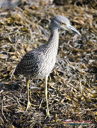 Yellow-crowned Night Heron 8